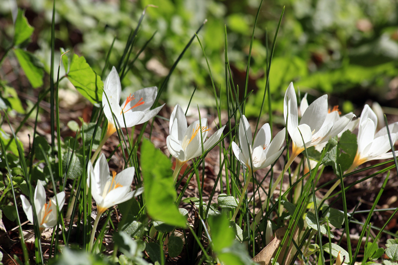 2017-10-12_105424 korfu-2017.jpg - Krokusse im Herbst - Crocus chrysanthus - Balkankrokus